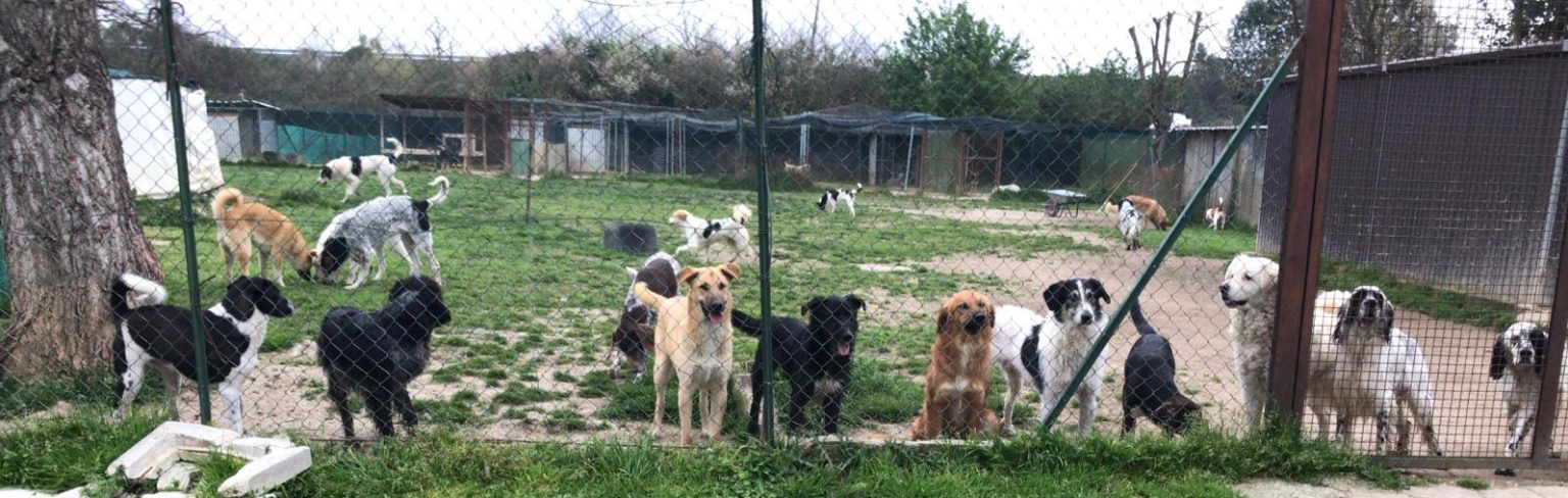 hafenhunde