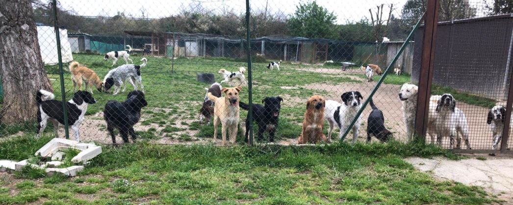 hafenhunde2