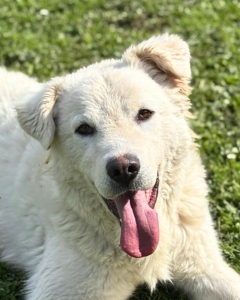 wurde einfach an unser Tor gebunden