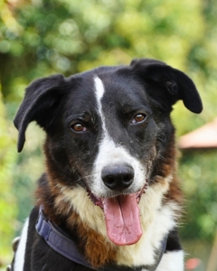 ihm fehlt so dringend ein Zuhause