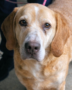 ohne medizinische Versorgung