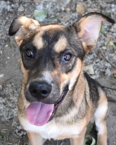 möchte nicht im Tierheim aufwachsen