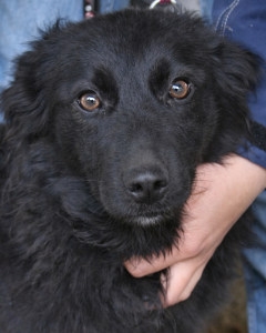 sucht dringend auch ein Zuhause