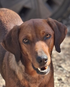 lebte als Kettenhund