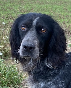 wurde vom Jäger aussortiert