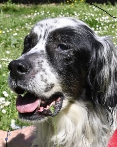 taub und blind ist er