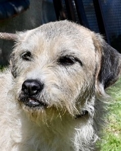 alte Hundedame