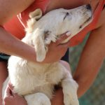 Welpe in den Arm nehmen