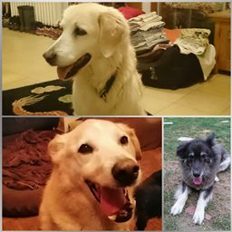 Stephanie Meusel